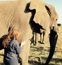 student patting the leg of a large elephant